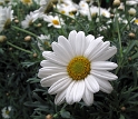 69 Blume IMG_0510 Kopie